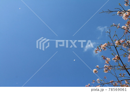 サクラと飛行機雲 サクラと飛行機雲 78569061