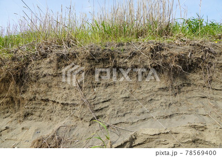 砂地に深く根を張った雑草 砂地に深く根を張った雑草 78569400