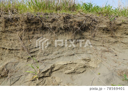 砂地に深く根を張った雑草の写真素材