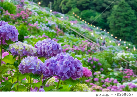 形原温泉 あじさいの里〈愛知県蒲郡市〉 78569657