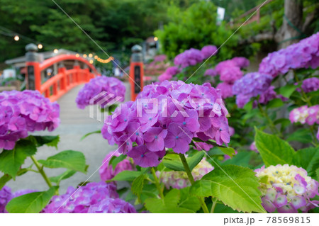 形原温泉 あじさいの里〈愛知県蒲郡市〉 78569815
