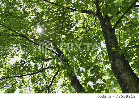 夏の木漏れ日 夏の木漏れ日 78569818