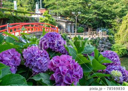 形原温泉 あじさいの里 愛知県蒲郡市 の写真素材