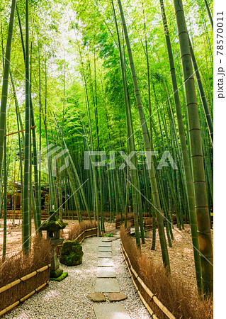 初夏の鎌倉　報国寺　縦構図 78570011