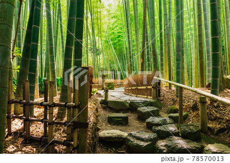 初夏の鎌倉　報国寺　竹の庭 78570013