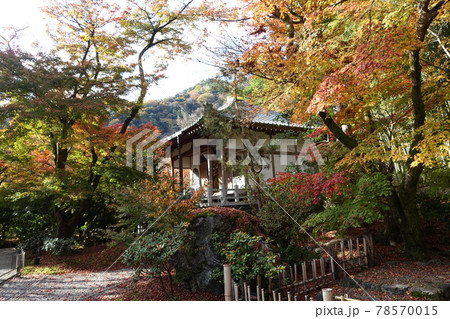 京都　紅葉 78570015