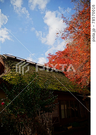 京都　紅葉 78570016