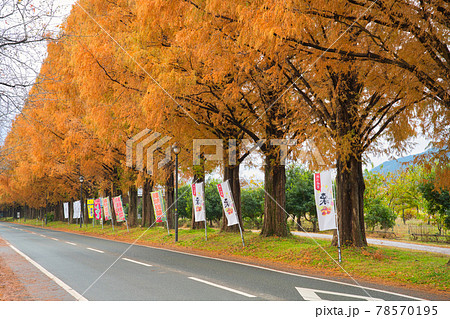 滋賀県 12月 紅葉時期のメタセコイア並木の写真素材