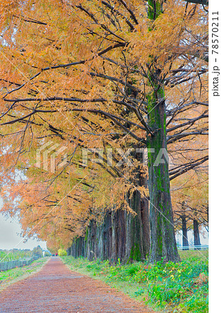 【滋賀県】12月・紅葉時期のメタセコイア並木 78570211