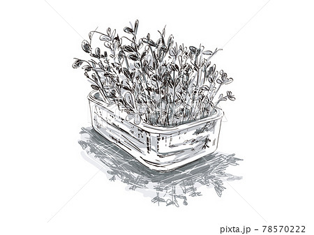 タッパーで育て中の豆苗のスケッチイラスト 78570222