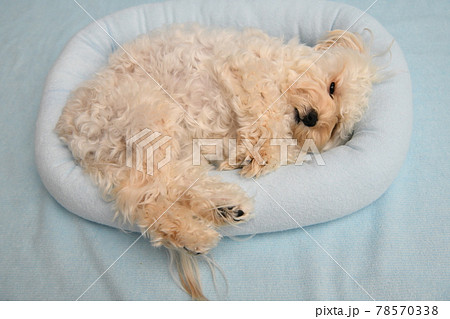 おもしろい寝相のマルプー おもしろい寝相のマルプー 78570338