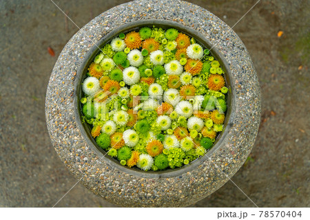 花手水　富士市 78570404