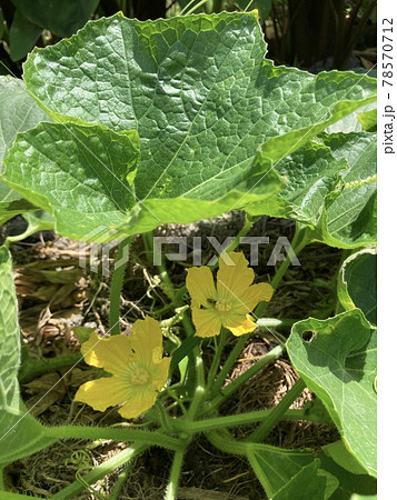 冬瓜の花 78570712