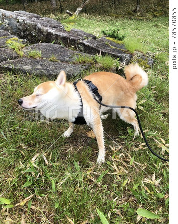体をゆすって柴ドリルする柴犬 体をゆすって柴ドリルする柴犬 78570855