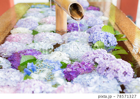 鎌倉の鶴岡八幡宮の紫陽花で埋まった花手水 78571327
