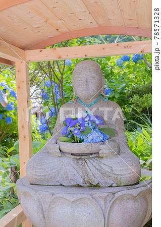 紫陽花寺で有名な北鎌倉の明月院の紫陽花地蔵 78571328