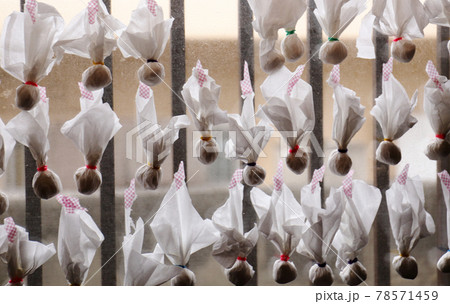 晴れを願う執念 晴れを願う執念 78571459