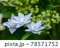 紫陽花 78571752