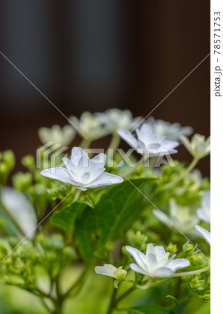 紫陽花 78571753