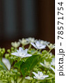 紫陽花 78571754