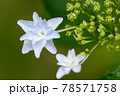 紫陽花 78571758
