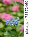 紫陽花 78572460