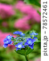 紫陽花 78572461