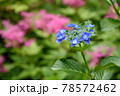 紫陽花 78572462