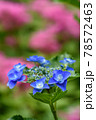紫陽花 78572463