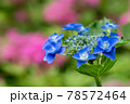 紫陽花 78572464
