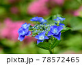 紫陽花 78572465