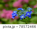 紫陽花 78572466