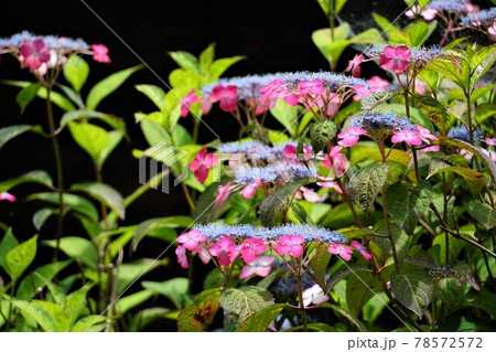 茨城県桜川市 雨引観音境内に咲く赤いヤマアジサイの風景 アップ・イメージ 茨城県桜川市 雨引観音境内に咲く赤いヤマアジサイの風景 アップ・イメージ 78572572