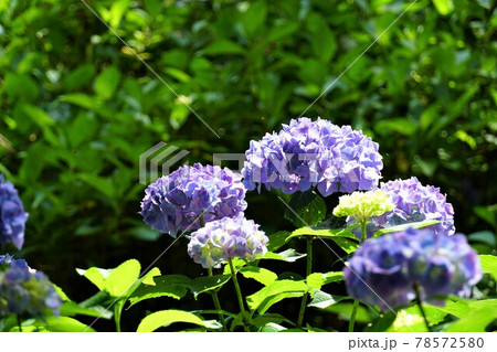茨城県桜川市 雨引観音境内に咲く青い紫陽花の風景 アップ イメージの写真素材