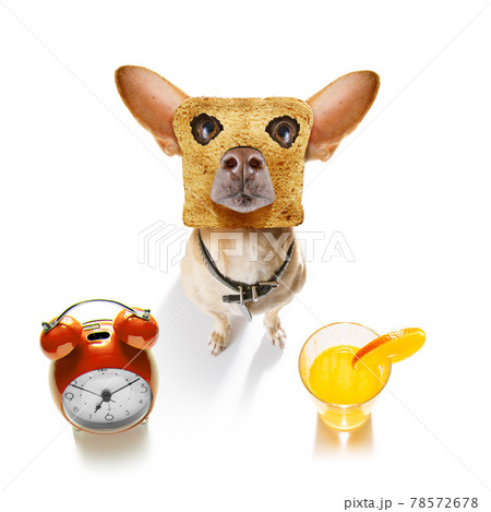 breakfast toast dog early in the morning breakfast toast dog early in the morning 78572678