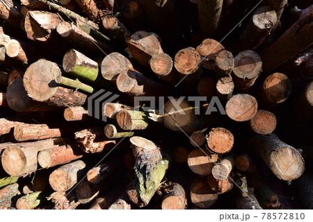 Piled pine tree logs in forest. Stacks of cut wood.  78572810