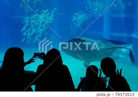 ジンベイザメ ジンベイザメ 78573013