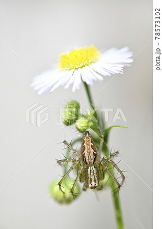 クモ（ササグモ）とヒメジョオン 78573102