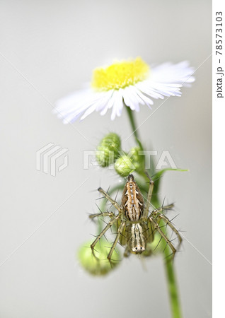 クモ（ササグモ）とヒメジョオン 78573103