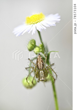 クモ（ササグモ）とヒメジョオン 78573104
