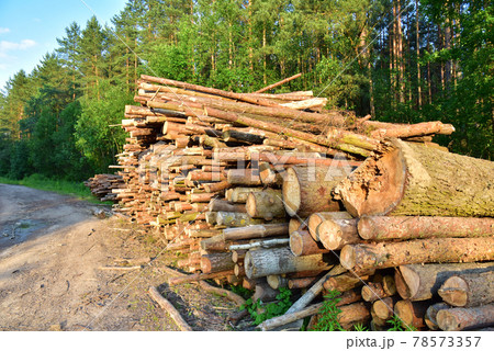 Large quantity of cut and stacked pine timber in forest for transported. Large quantity of cut and stacked pine timber in forest for transported. 78573357