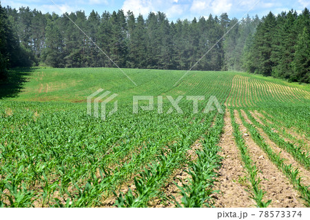 Young corn plants in a field. Maize or sweetcorn plants background. Young corn plants in a field. Maize or sweetcorn plants background. 78573374