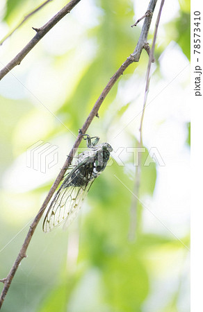 木陰の細い枝に飛んできたミンミンゼミ2 木陰の細い枝に飛んできたミンミンゼミ2 78573410