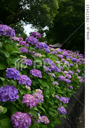 アジサイ連なる場所 78573415