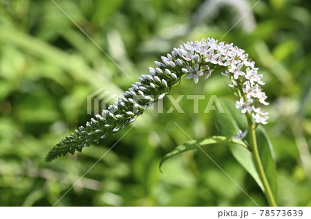 オカトラノオの花 オカトラノオの花 78573639