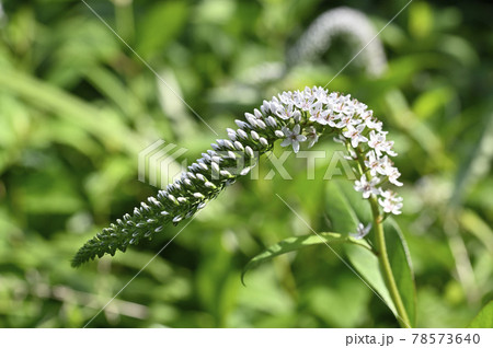 オカトラノオの花 オカトラノオの花 78573640