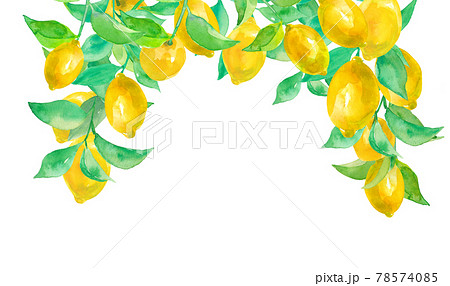 レモンの水彩イラスト アーチ型フレーム 縦型 のイラスト素材