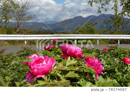 風の群馬気まま旅(風の谷、群馬県。この安住の地に牡丹の花が咲き誇る。佛光山法水寺の境内にて。) 風の群馬気まま旅(風の谷、群馬県。この安住の地に牡丹の花が咲き誇る。佛光山法水寺の境内にて。) 78574097