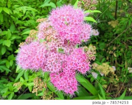 シモツケの花 78574253