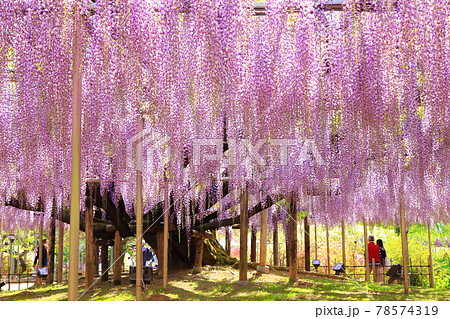 大藤　あしかがフラワーパーク 78574319